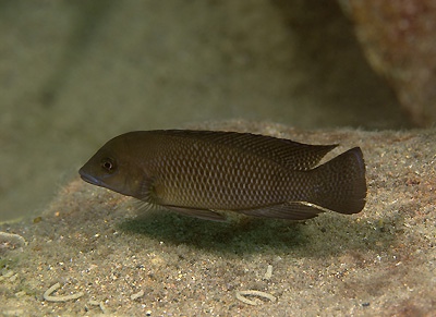 Neolamprologus cf. modestus 'Mtosi Bay'